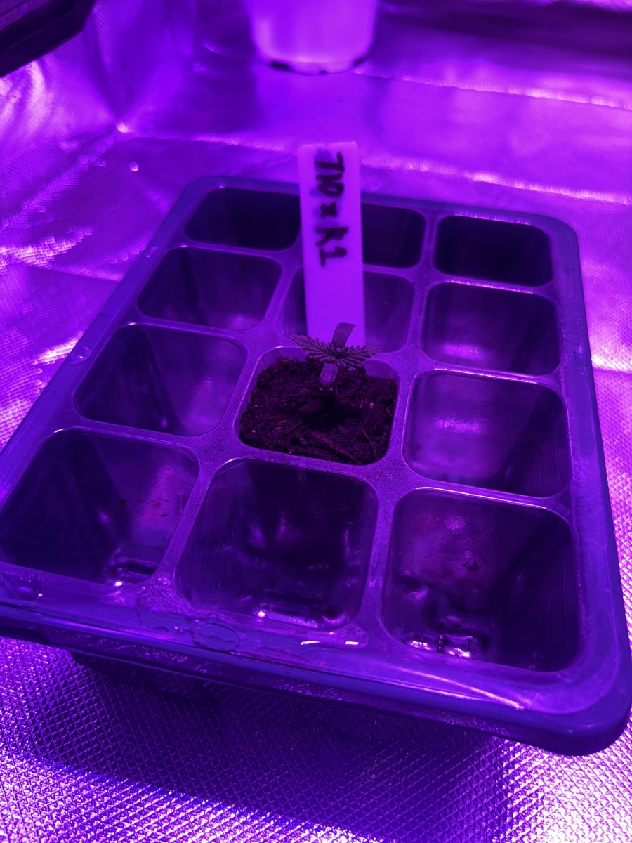 bbs-grow-diaries/blimburnseeds-com/user-50190/8ba6d2478f44cab2