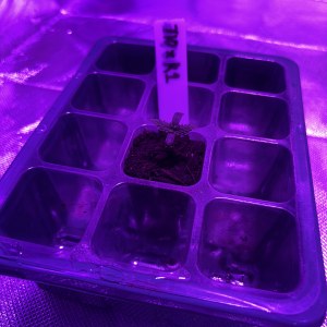 bbs-grow-diaries/blimburnseeds-com/user-50190/8ba6d2478f44cab2