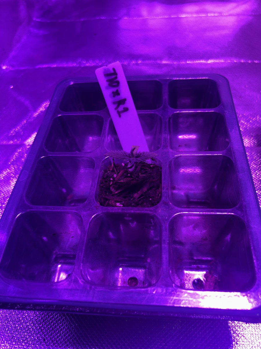 bbs-grow-diaries/blimburnseeds-com/user-50190/8f387aaabbeaa06f