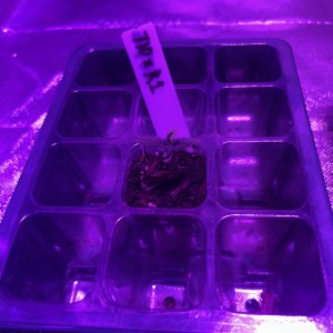 bbs-grow-diaries/blimburnseeds-com/user-50190/8f387aaabbeaa06f
