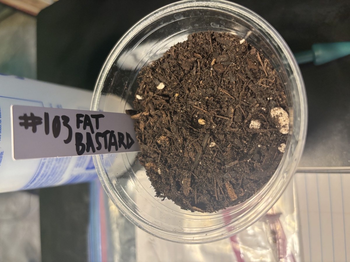 bbs-grow-diaries/blimburnseeds-com/user-50190/94163e751bdd06b8