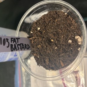 bbs-grow-diaries/blimburnseeds-com/user-50190/94163e751bdd06b8