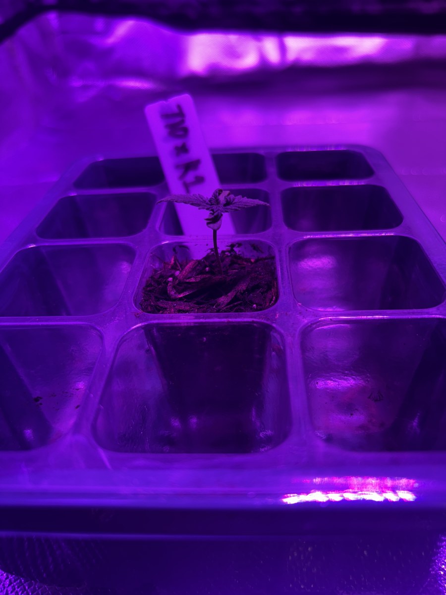 bbs-grow-diaries/blimburnseeds-com/user-50190/a1d66147e197f5f8