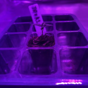 bbs-grow-diaries/blimburnseeds-com/user-50190/a1d66147e197f5f8