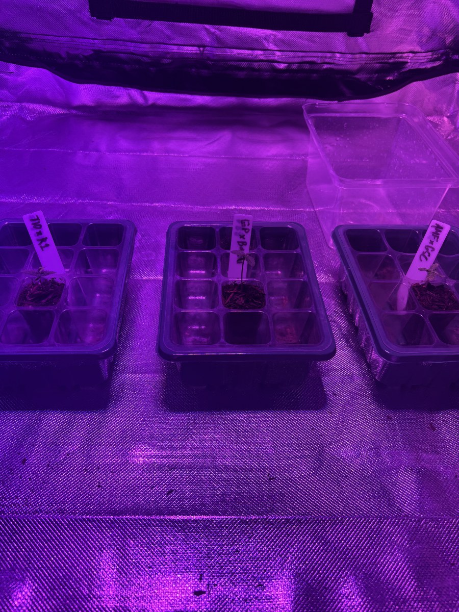 bbs-grow-diaries/blimburnseeds-com/user-50190/b9e8795b1ca6b111