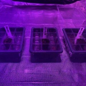 bbs-grow-diaries/blimburnseeds-com/user-50190/b9e8795b1ca6b111