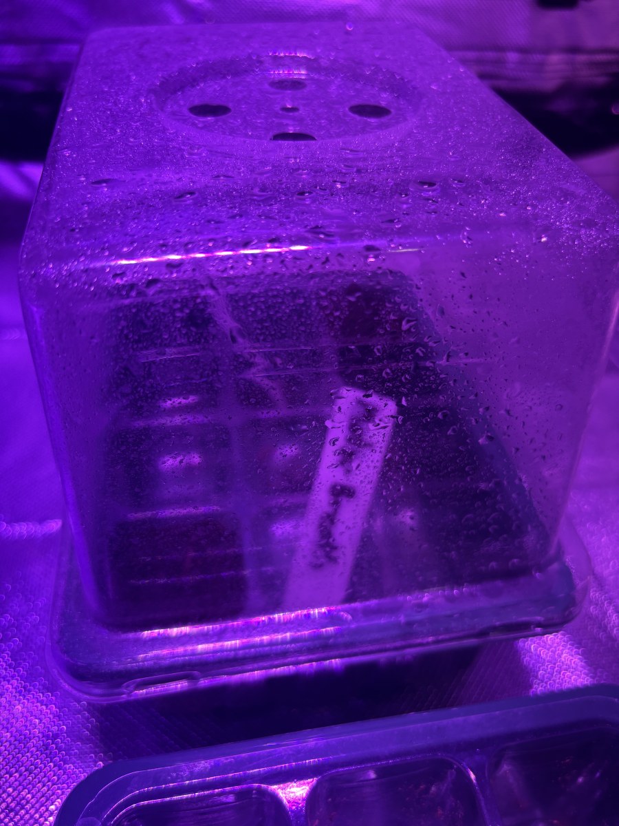 bbs-grow-diaries/blimburnseeds-com/user-50190/f7bae1819e9ac63a