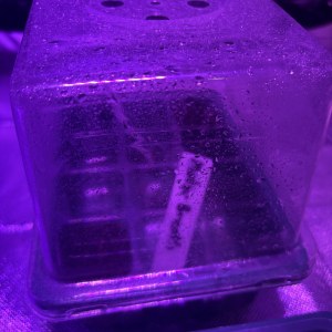 bbs-grow-diaries/blimburnseeds-com/user-50190/f7bae1819e9ac63a