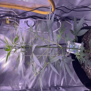 bbs-grow-diaries/blimburnseeds-com/user-50213/1c874bccf055b696