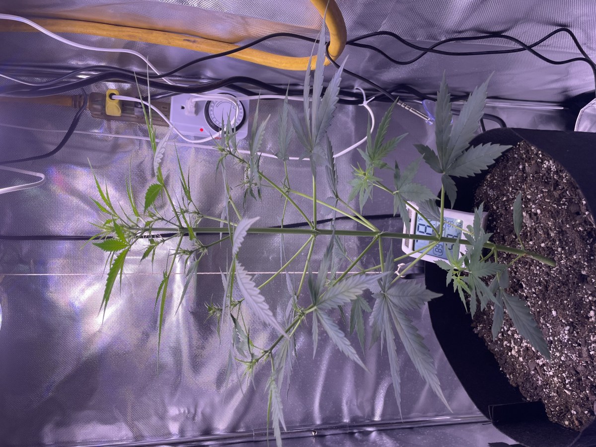bbs-grow-diaries/blimburnseeds-com/user-50213/86f62ea95c971829