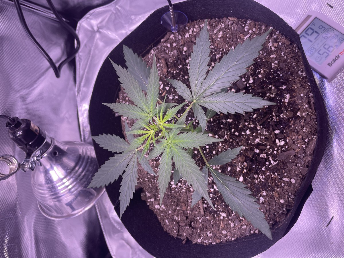 bbs-grow-diaries/blimburnseeds-com/user-50213/a1554df8cc5989c3