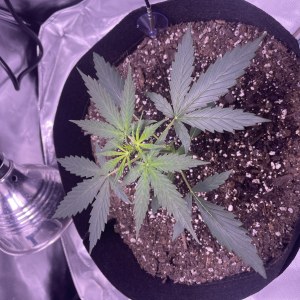 bbs-grow-diaries/blimburnseeds-com/user-50213/a1554df8cc5989c3