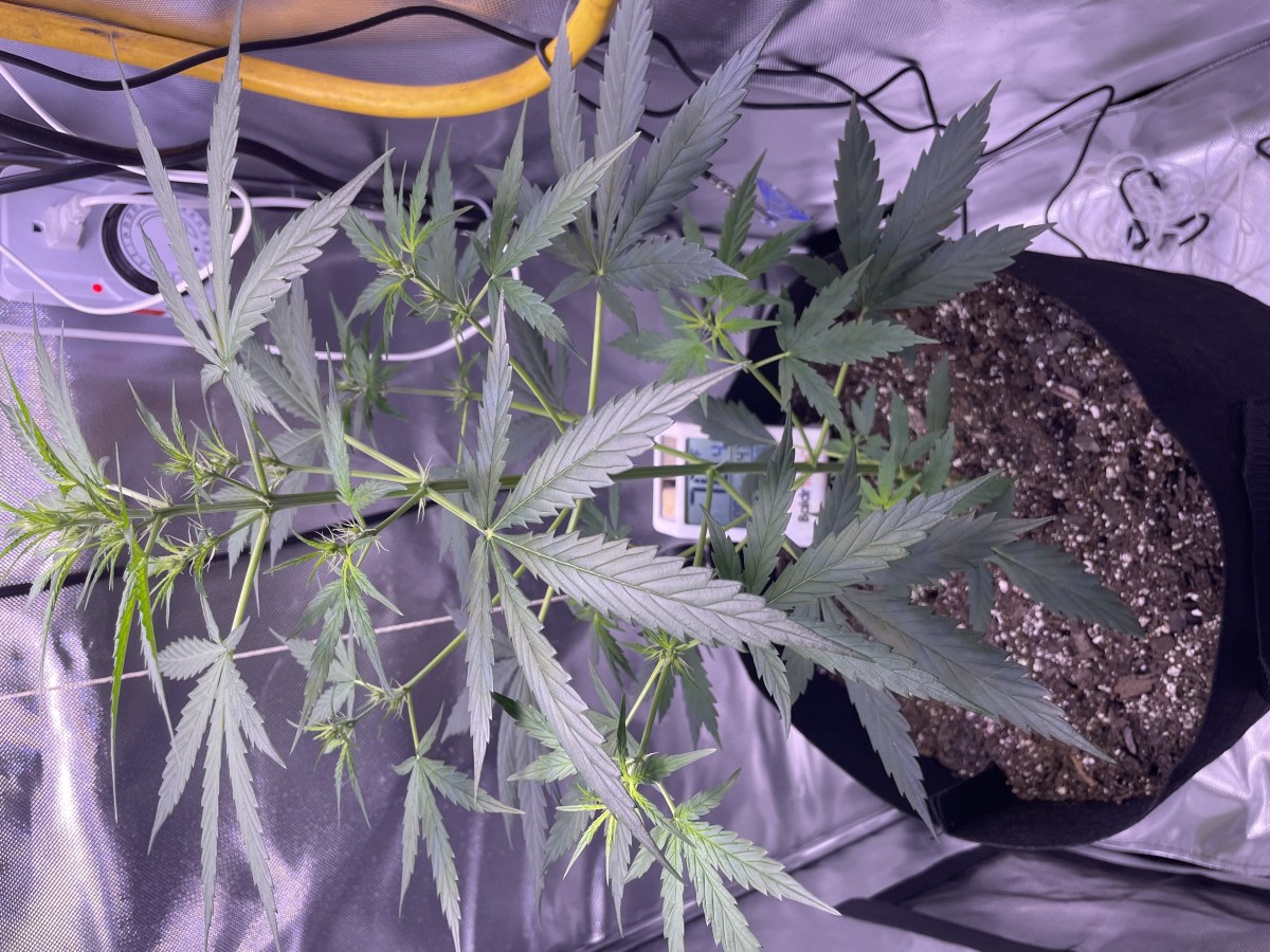 bbs-grow-diaries/blimburnseeds-com/user-50213/c09222694d3ea76b