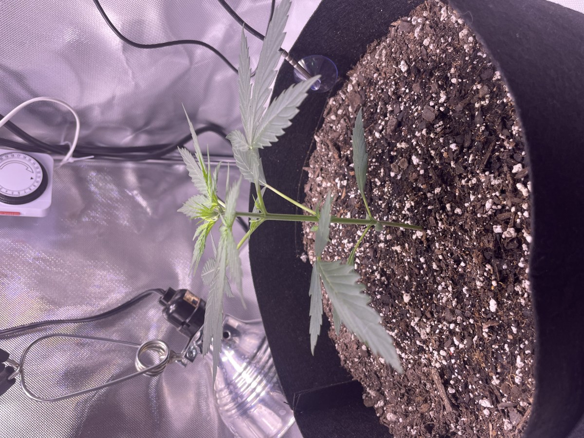 bbs-grow-diaries/blimburnseeds-com/user-50213/dd014f7c3bb167e2
