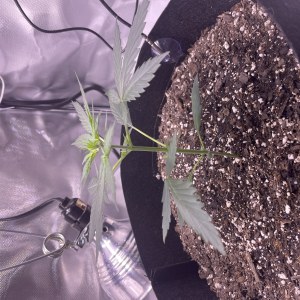bbs-grow-diaries/blimburnseeds-com/user-50213/dd014f7c3bb167e2