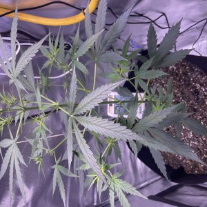 bbs-grow-diaries/blimburnseeds-com/user-50213/ef506440c197efb7