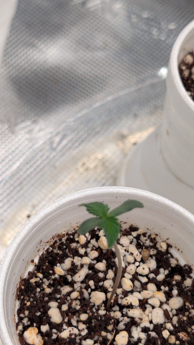 bbs-grow-diaries/blimburnseeds-com/user-50507/3c614f488ba9aa4e