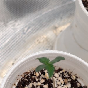 bbs-grow-diaries/blimburnseeds-com/user-50507/3c614f488ba9aa4e