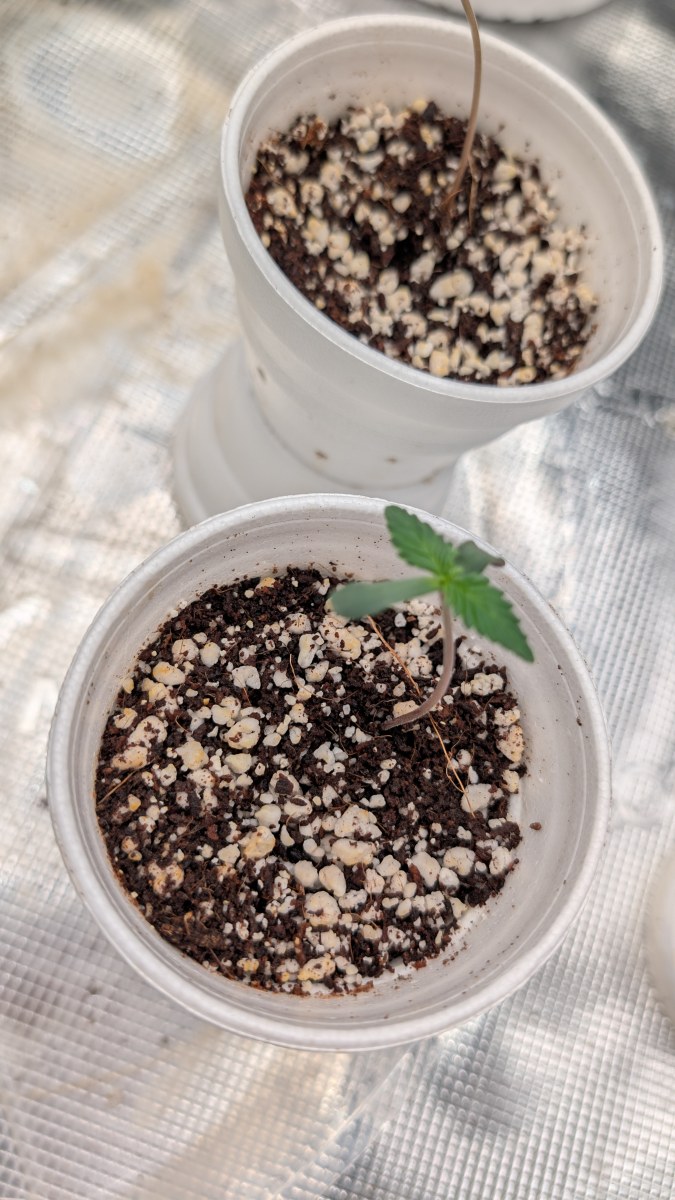 bbs-grow-diaries/blimburnseeds-com/user-50507/44ef503f5c361934