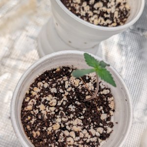 bbs-grow-diaries/blimburnseeds-com/user-50507/44ef503f5c361934