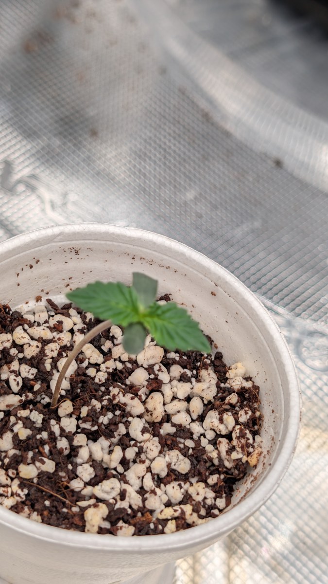 bbs-grow-diaries/blimburnseeds-com/user-50507/4dc068566f3ec778