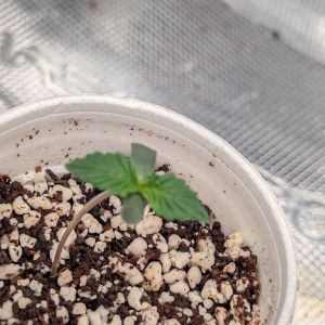 bbs-grow-diaries/blimburnseeds-com/user-50507/4dc068566f3ec778