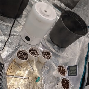 bbs-grow-diaries/blimburnseeds-com/user-50507/c06616455c3f44c7