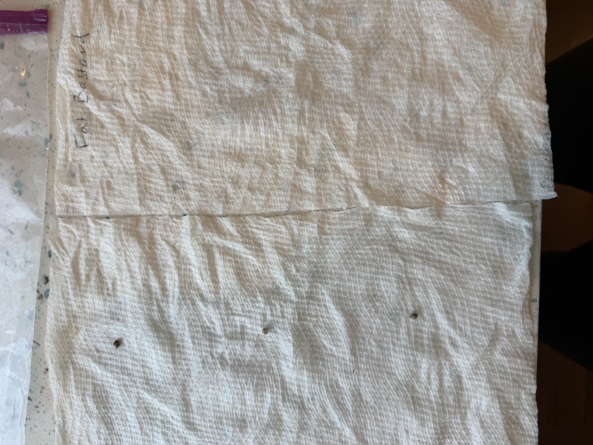 bbs-grow-diaries/blimburnseeds-com/user-50744/2de7a52e2003df97