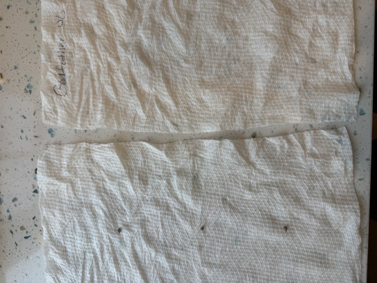 bbs-grow-diaries/blimburnseeds-com/user-50744/b2f4ef8134e67c28