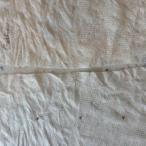 bbs-grow-diaries/blimburnseeds-com/user-50744/b2f4ef8134e67c28