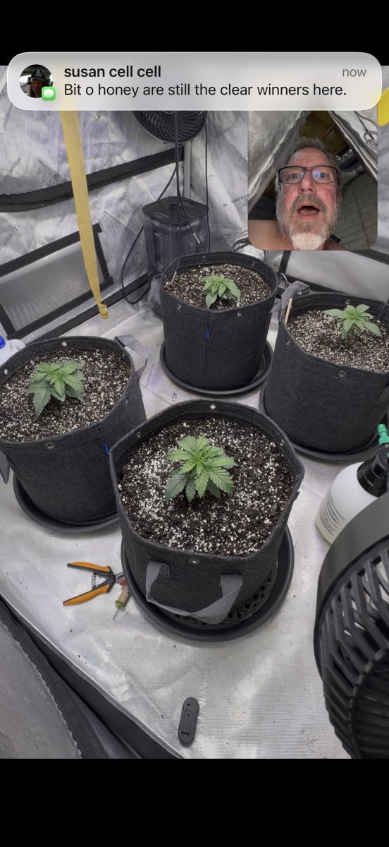 bbs-grow-diaries/blimburnseeds-com/user-51241/aa3e6e562bc7841b