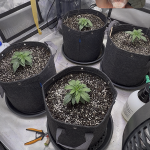 bbs-grow-diaries/blimburnseeds-com/user-51241/aa3e6e562bc7841b
