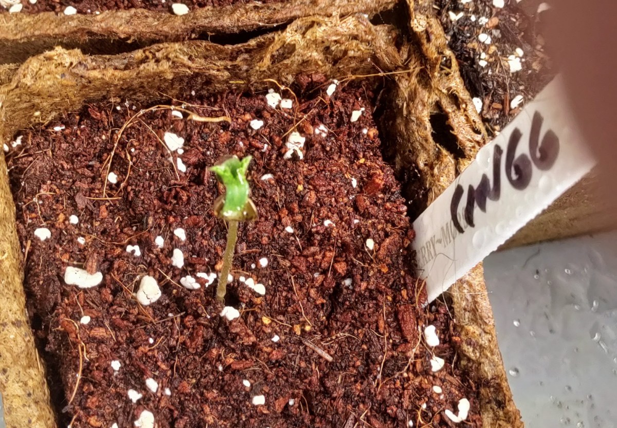 bbs-grow-diaries/blimburnseeds-com/user-52506/42c09afb86d22cae