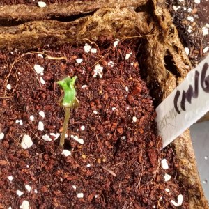 bbs-grow-diaries/blimburnseeds-com/user-52506/42c09afb86d22cae