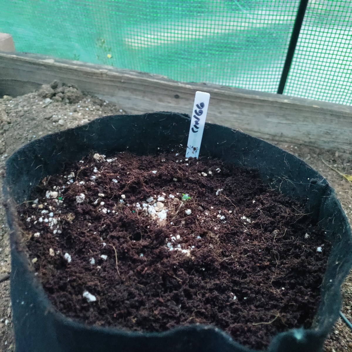 bbs-grow-diaries/blimburnseeds-com/user-52506/66667985e971bf13