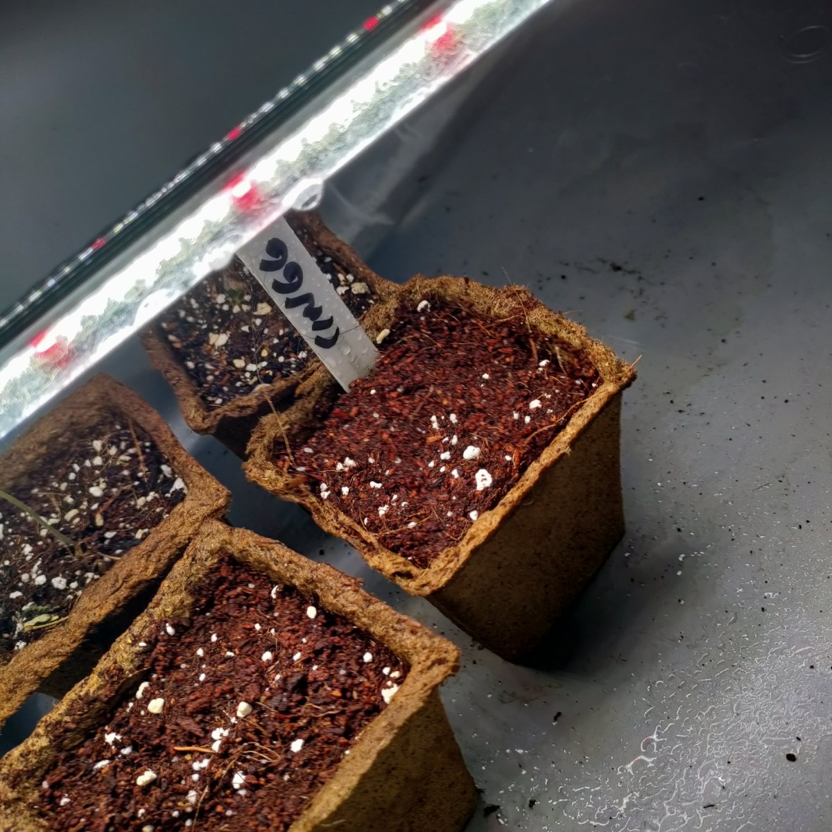 bbs-grow-diaries/blimburnseeds-com/user-52506/78eb434b469492c6