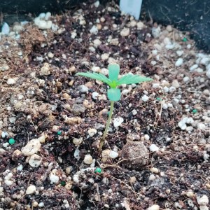 bbs-grow-diaries/blimburnseeds-com/user-52506/7a6b8e8a52f10285