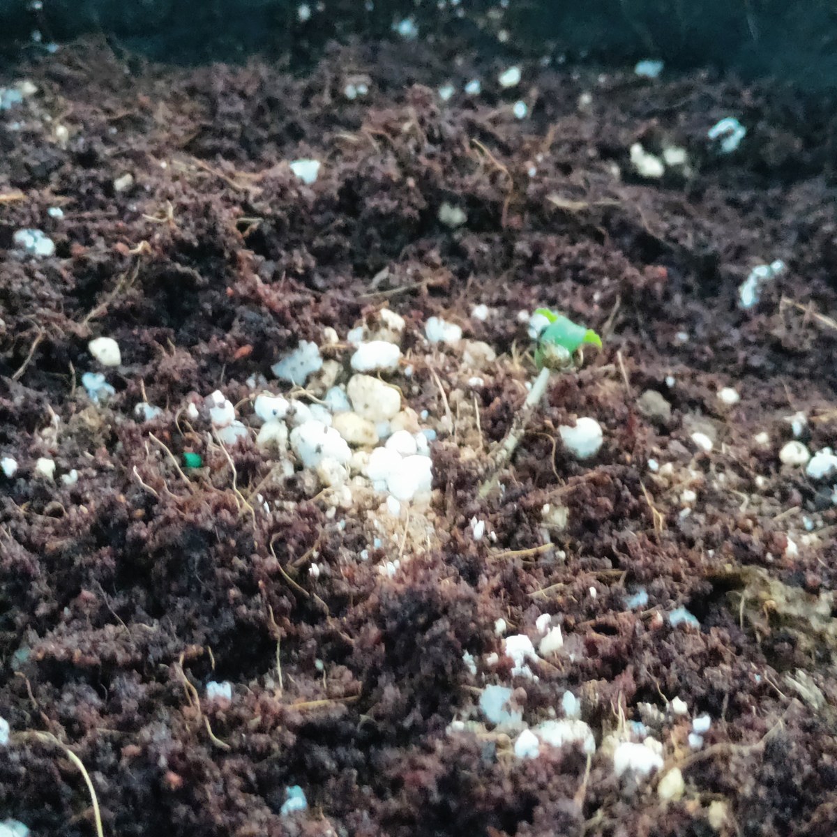 bbs-grow-diaries/blimburnseeds-com/user-52506/af8f756db910c155
