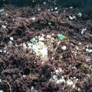 bbs-grow-diaries/blimburnseeds-com/user-52506/af8f756db910c155
