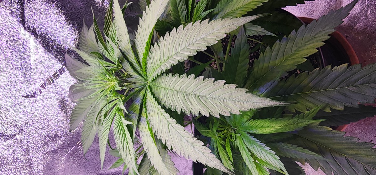 bbs-grow-diaries/blimburnseeds-com/user-52563/00e53c3da7bfc61c