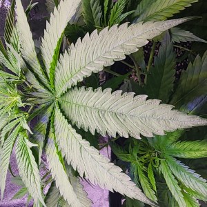 bbs-grow-diaries/blimburnseeds-com/user-52563/00e53c3da7bfc61c