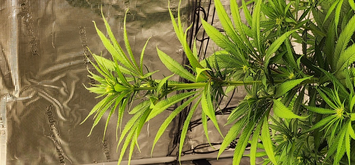 bbs-grow-diaries/blimburnseeds-com/user-52563/0b71cdf9ceb65116