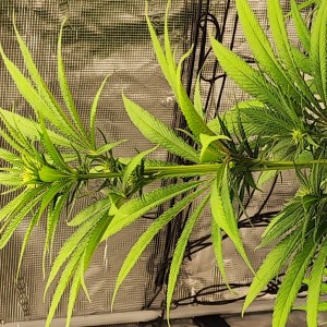 bbs-grow-diaries/blimburnseeds-com/user-52563/0b71cdf9ceb65116