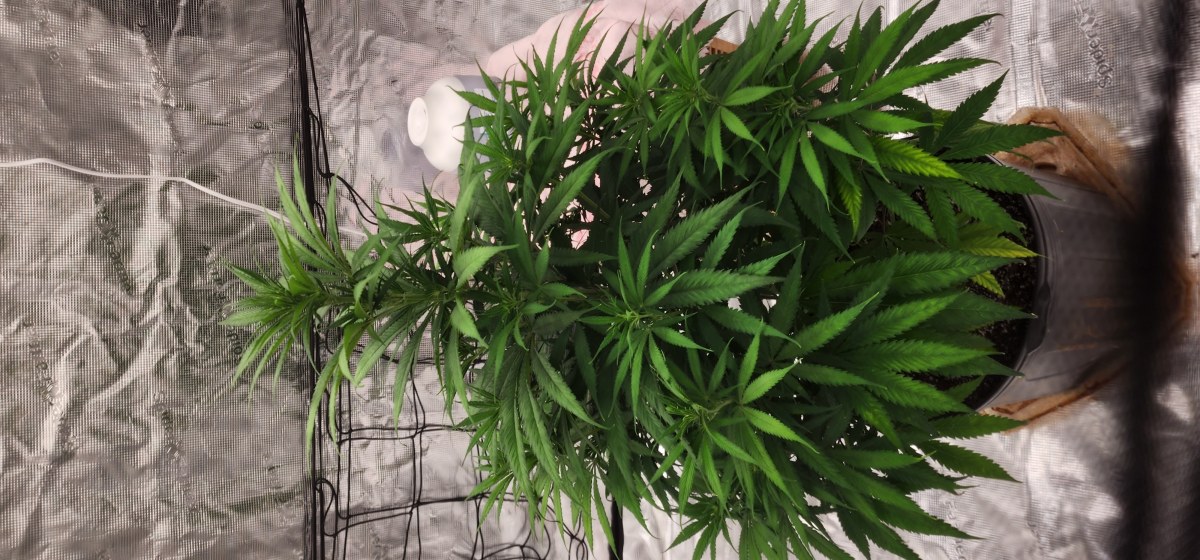 bbs-grow-diaries/blimburnseeds-com/user-52563/132502ec17be52d9