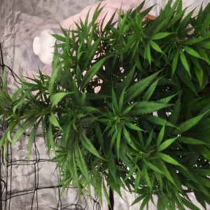 bbs-grow-diaries/blimburnseeds-com/user-52563/132502ec17be52d9