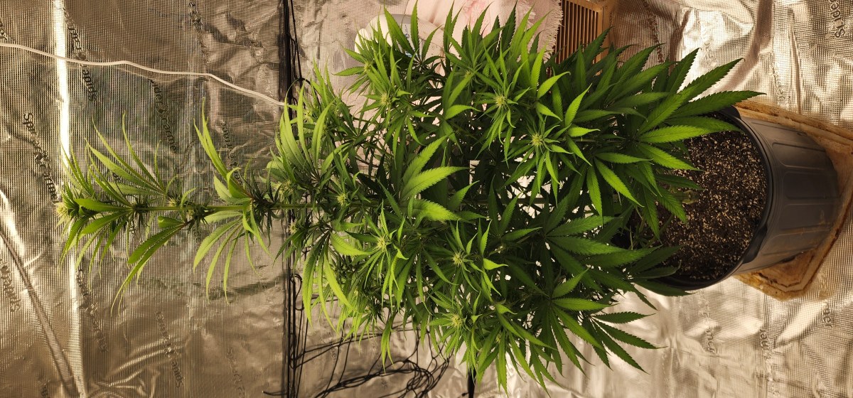 bbs-grow-diaries/blimburnseeds-com/user-52563/138ac326a40a8a74