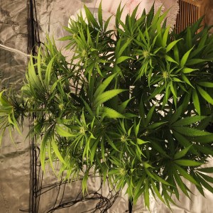 bbs-grow-diaries/blimburnseeds-com/user-52563/138ac326a40a8a74