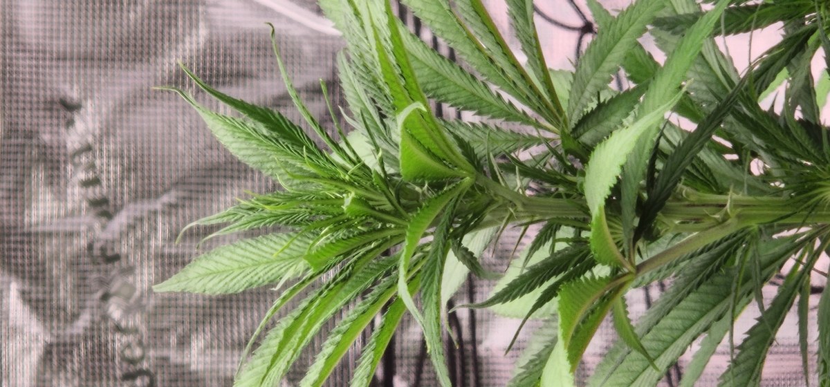 bbs-grow-diaries/blimburnseeds-com/user-52563/1a9c9b6dfcccb0fc