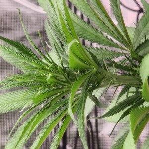 bbs-grow-diaries/blimburnseeds-com/user-52563/1a9c9b6dfcccb0fc