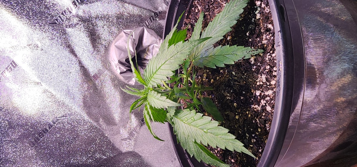 bbs-grow-diaries/blimburnseeds-com/user-52563/2cc5bc68424d3e00